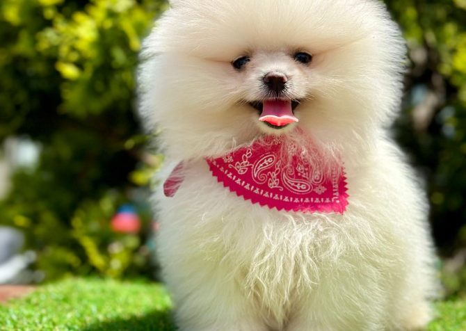 Pomeranian Boo Teddy Face